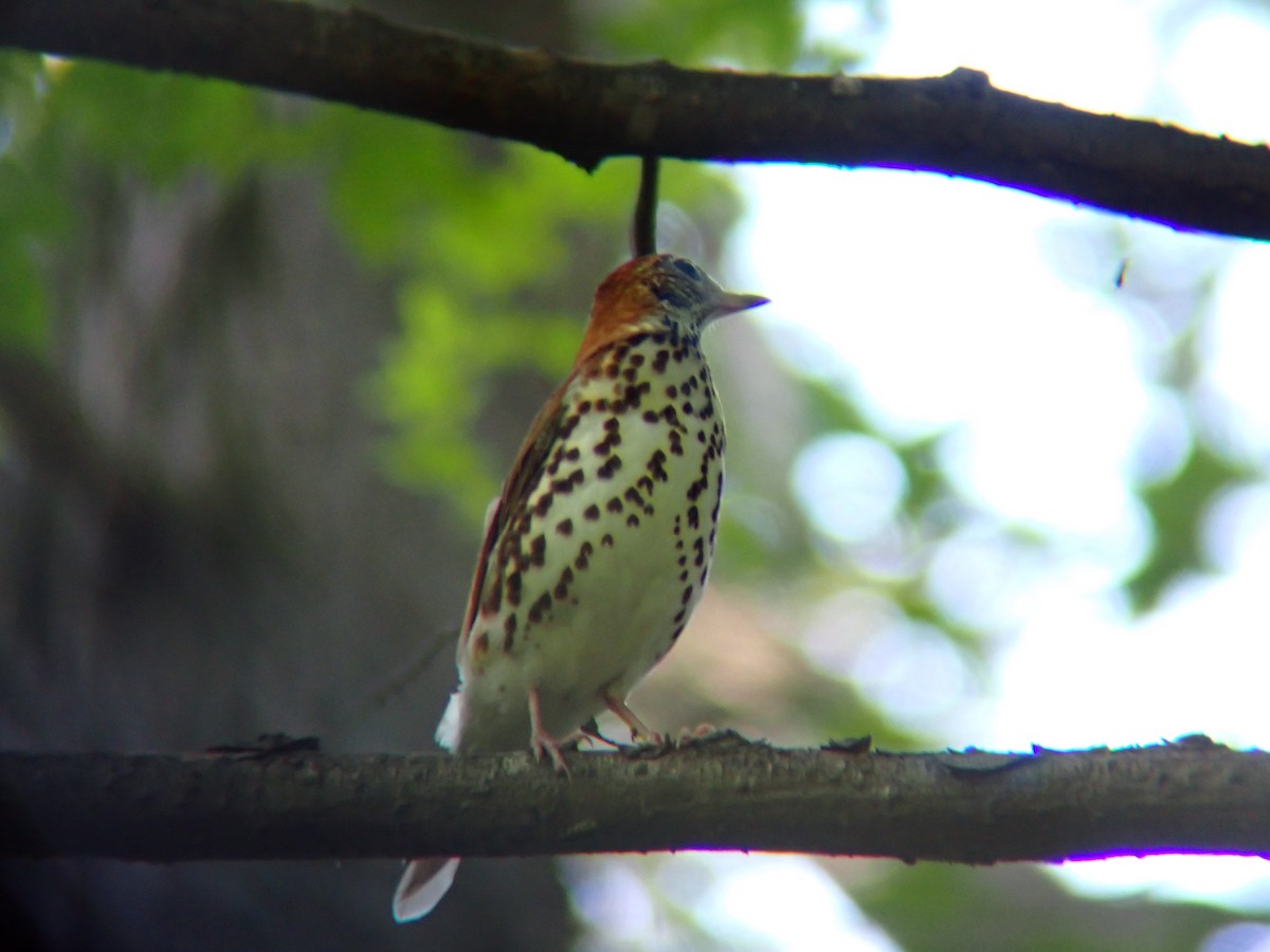 Wood Thrush - ML640028604