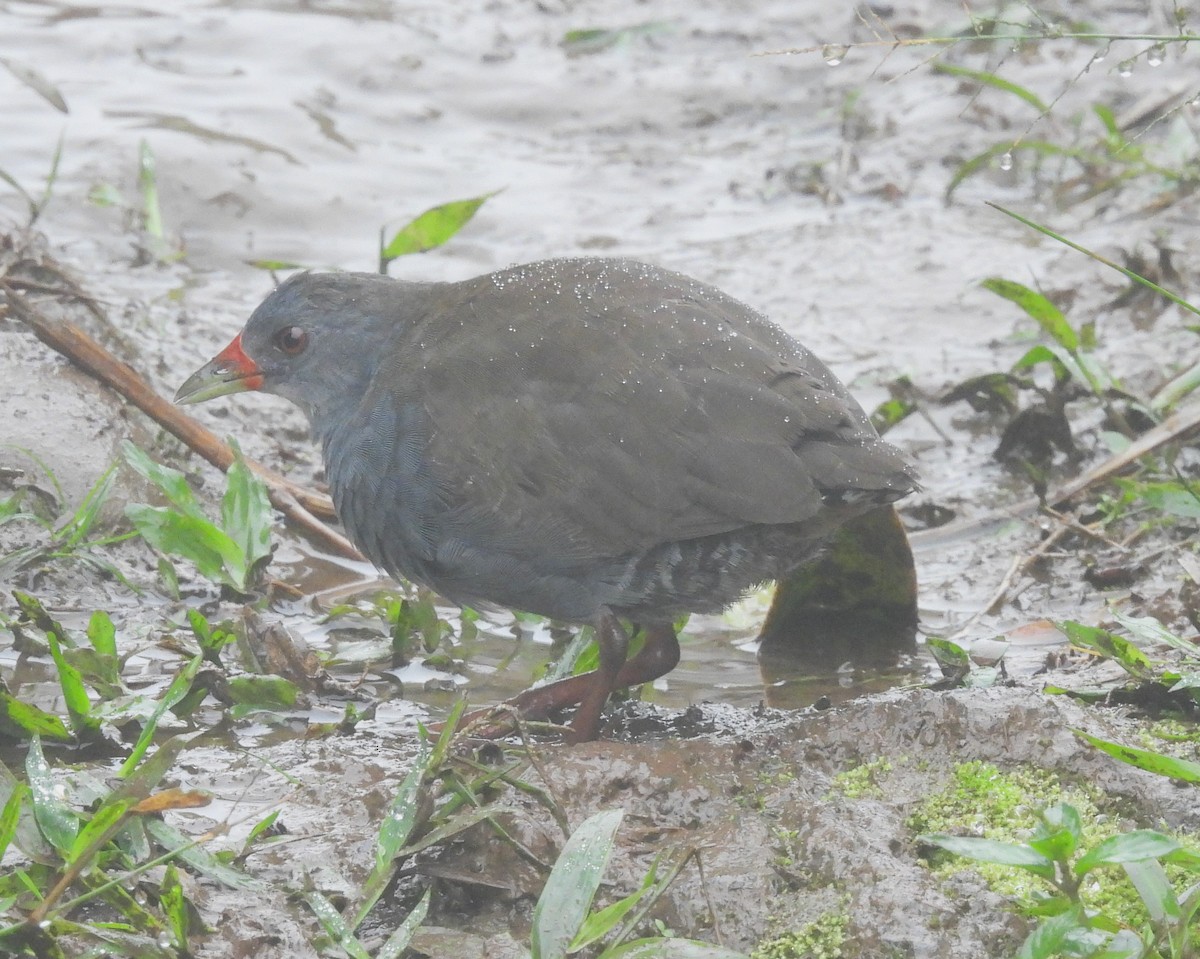Paint-billed Crake - ML640028630