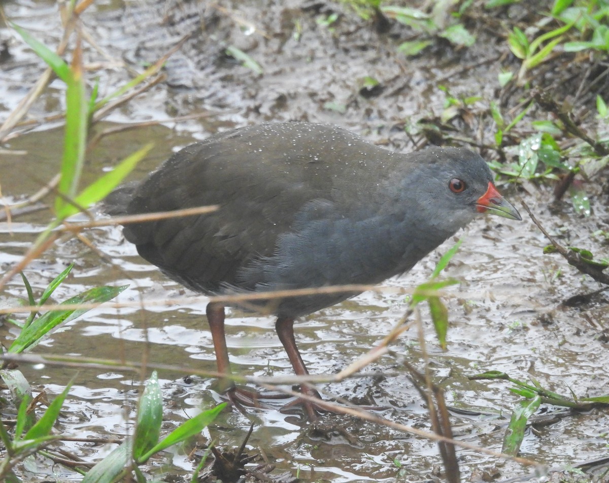Paint-billed Crake - ML640028631
