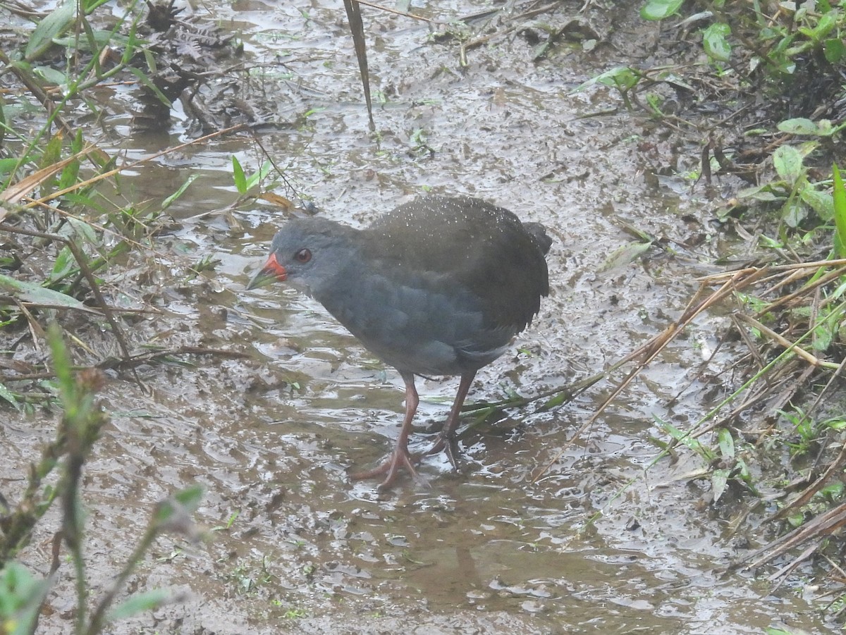 Paint-billed Crake - ML640028632