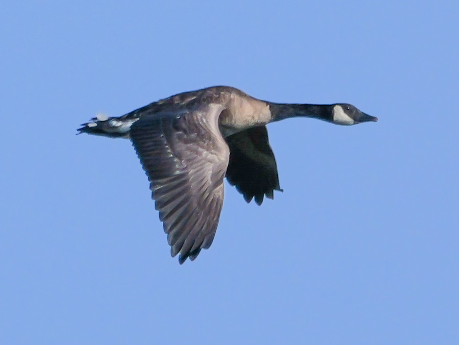 Canada Goose - Roger Horn