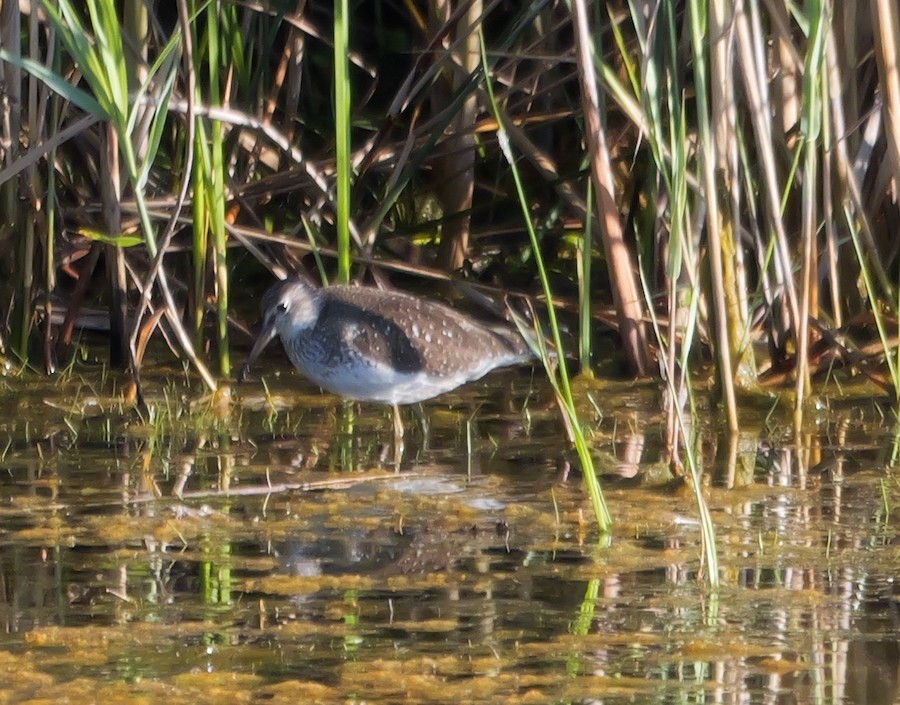 Solitary Sandpiper - Roger Horn