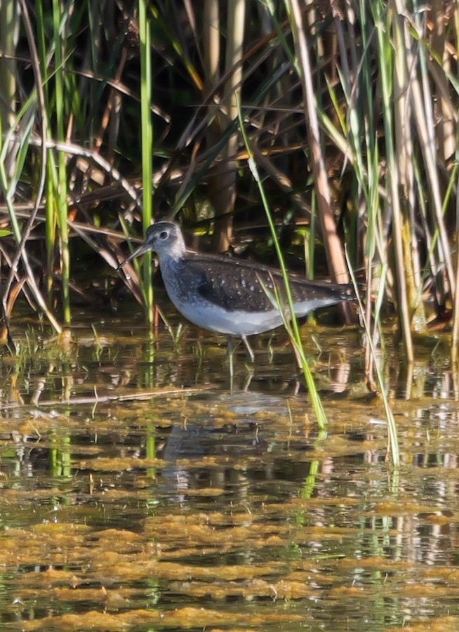 Solitary Sandpiper - Roger Horn