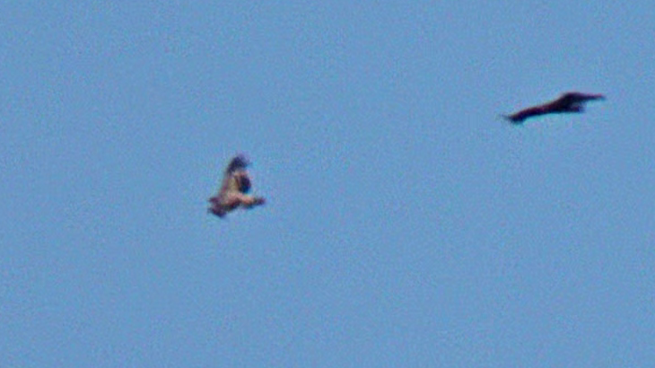 Imperial Eagle - ML640028642