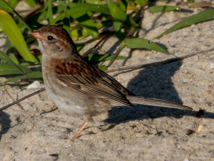 Field Sparrow - Roger Horn