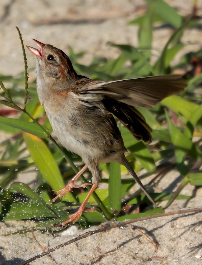 Field Sparrow - Roger Horn