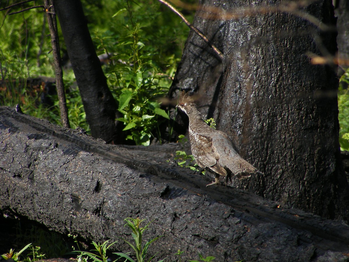 Daurian Partridge - ML640028688