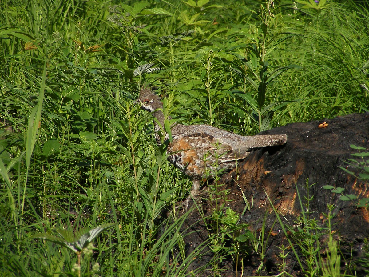 Daurian Partridge - ML640028699