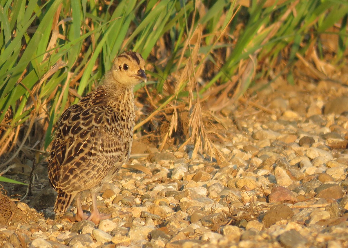 Ring-necked Pheasant - ML64002871