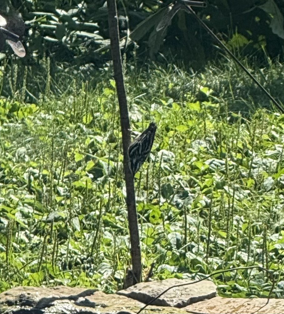 Black-and-white Warbler - ML640028759