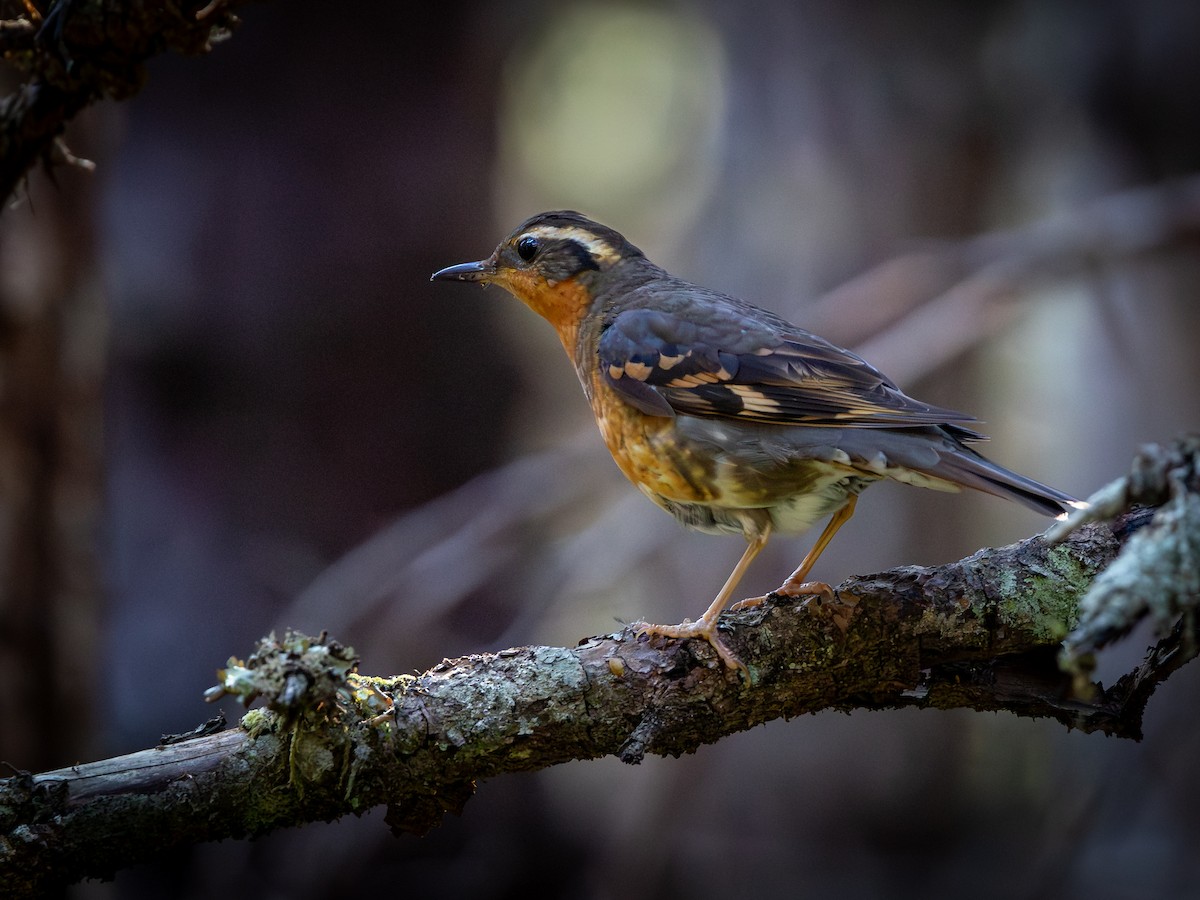 Varied Thrush - ML640028871