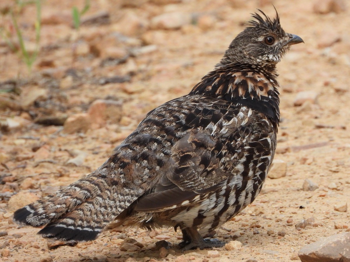 Ruffed Grouse - ML640028984