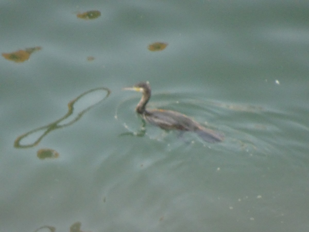 storskarv - ML640028987