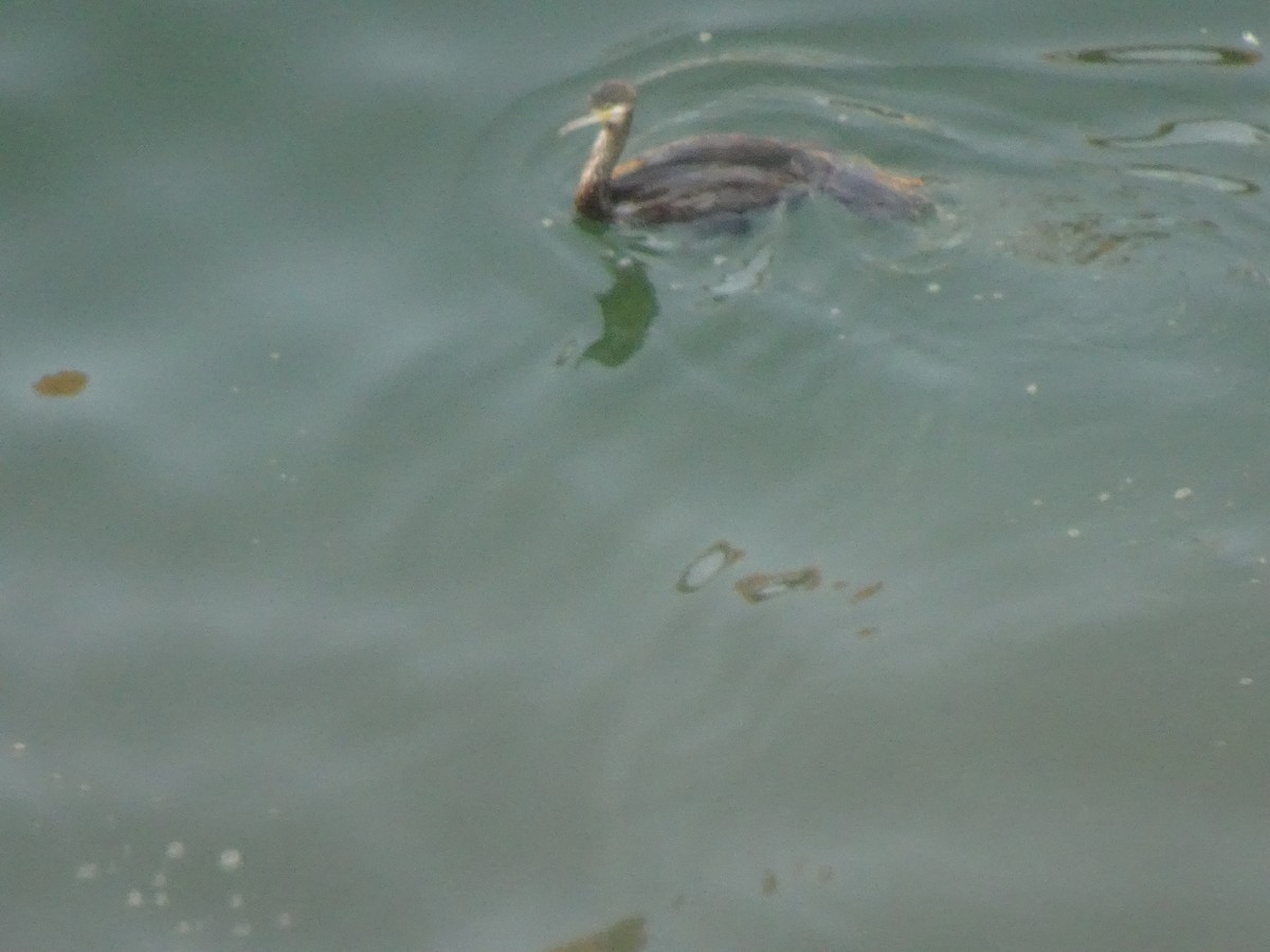 storskarv - ML640028988