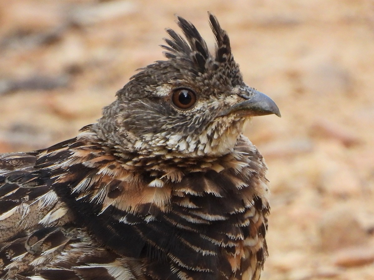 Ruffed Grouse - ML640028990