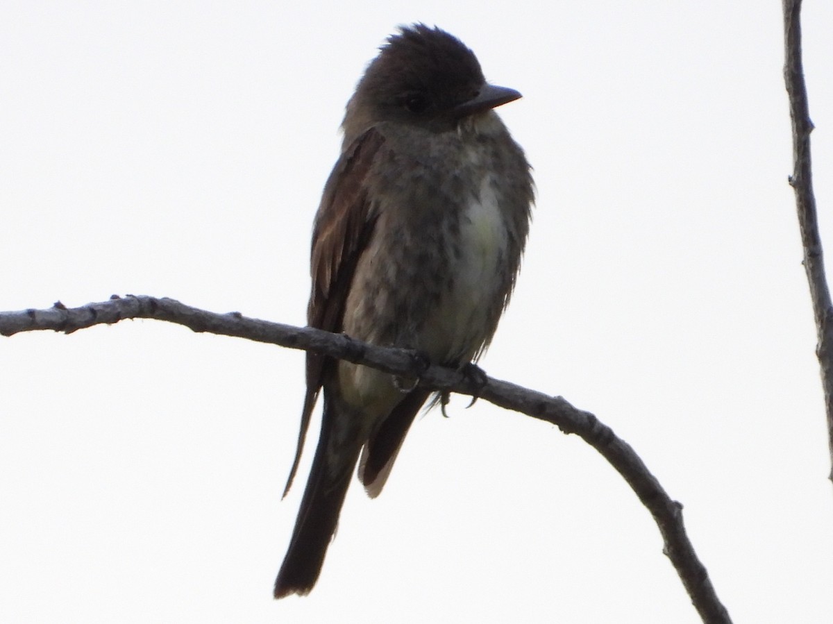 Olive-sided Flycatcher - ML640028999