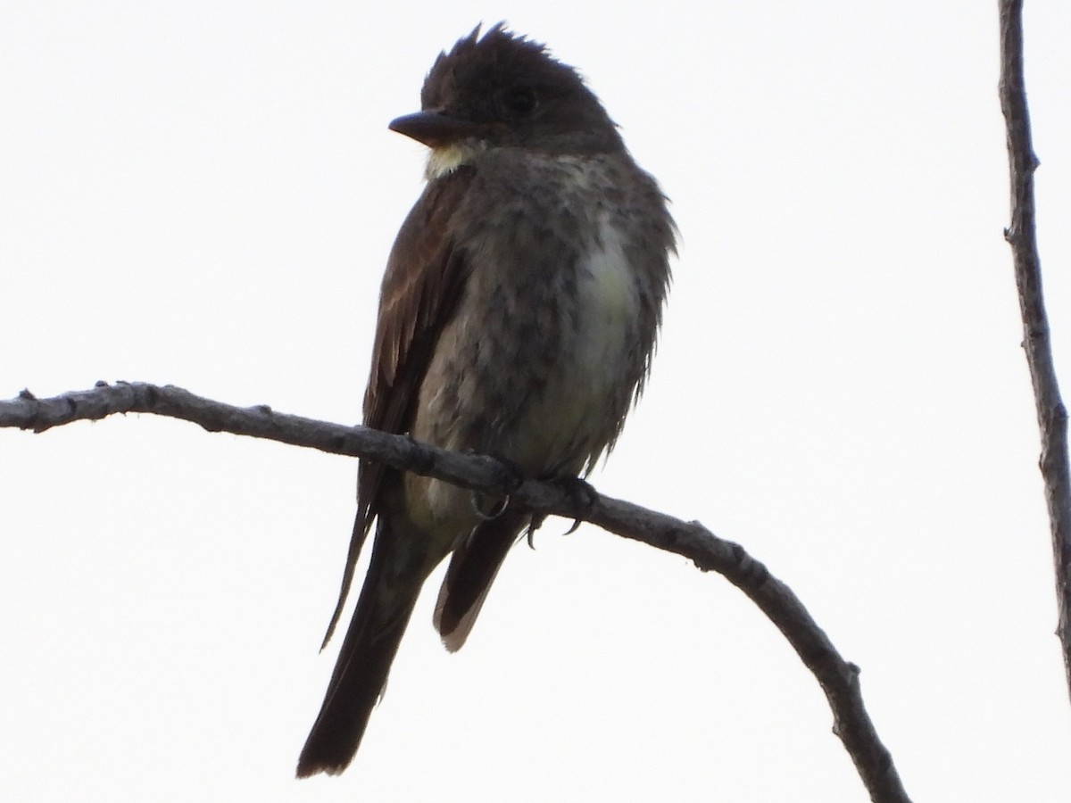 Olive-sided Flycatcher - ML640029000
