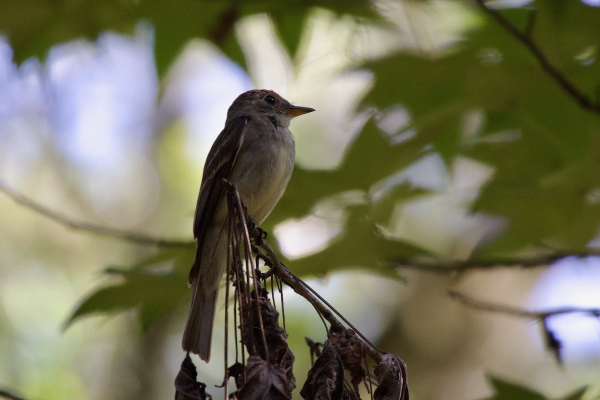 Eastern Wood-Pewee - ML640029040