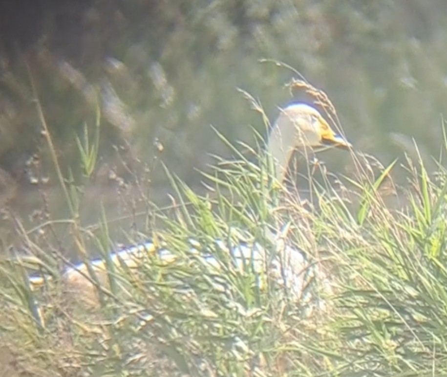 Whooper Swan - ML640029043