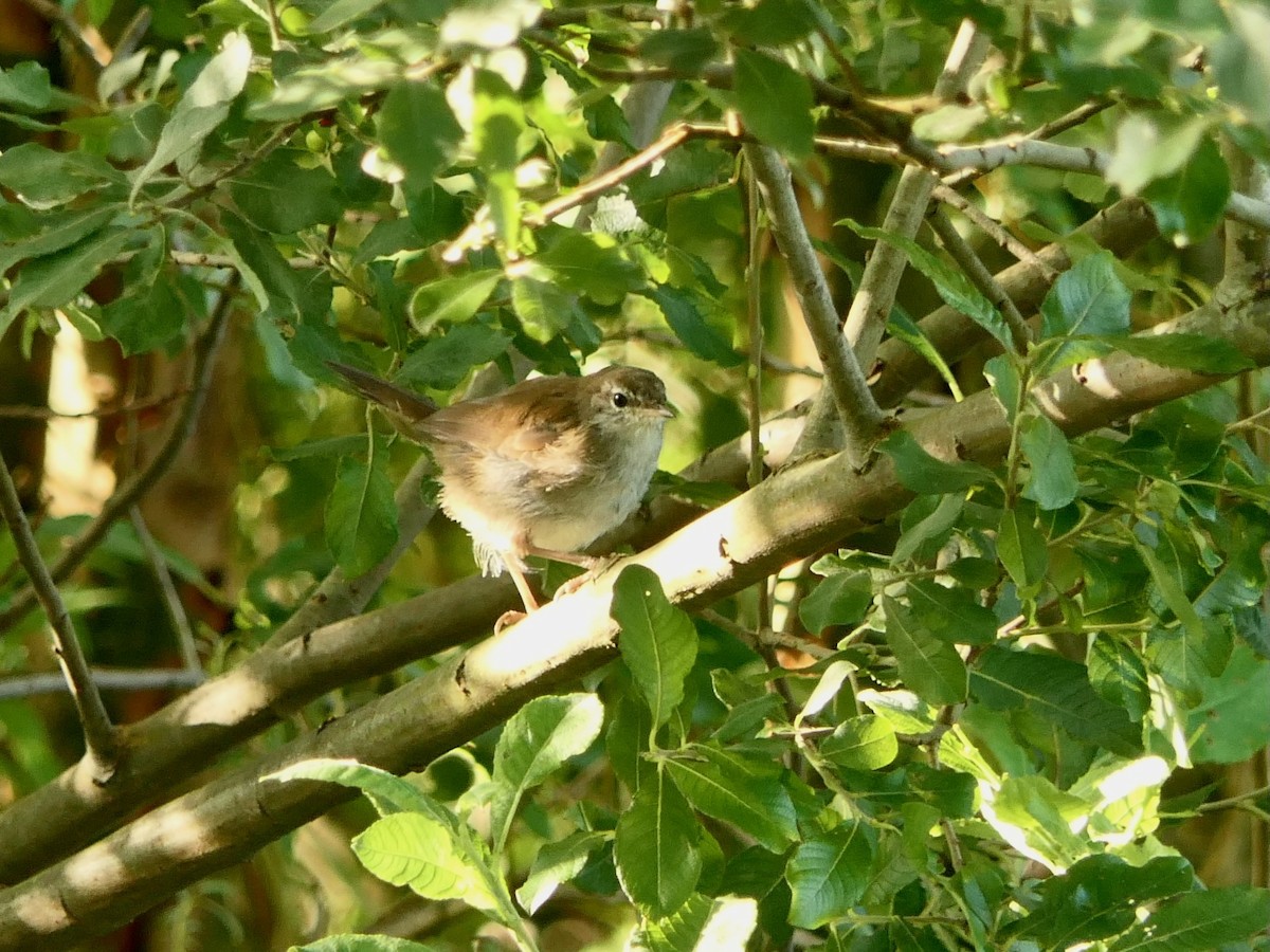 Cetti's Warbler - ML640029209
