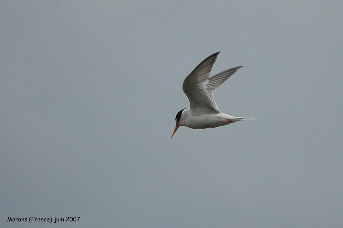 Little Tern - ML640029224