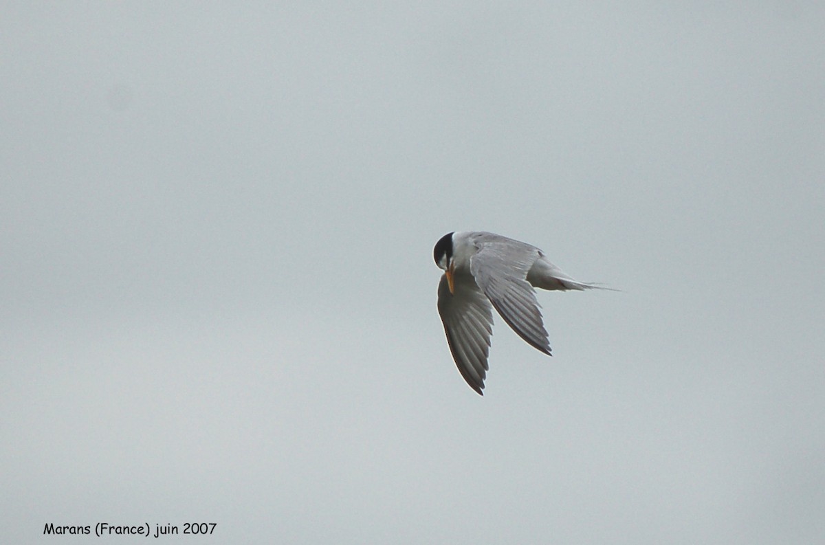 Little Tern - ML640029225