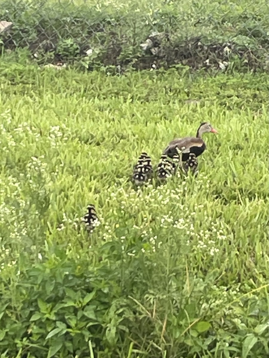 Black-bellied Whistling-Duck - ML640029292
