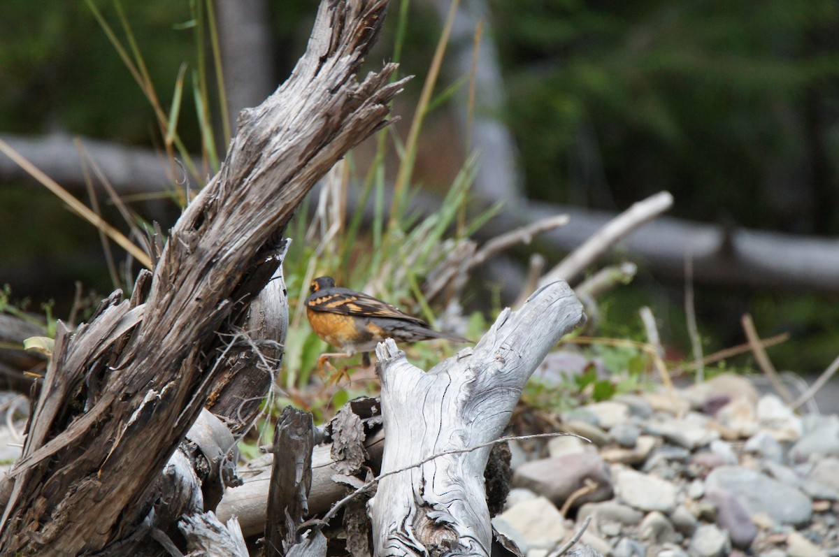 Varied Thrush - ML640029367