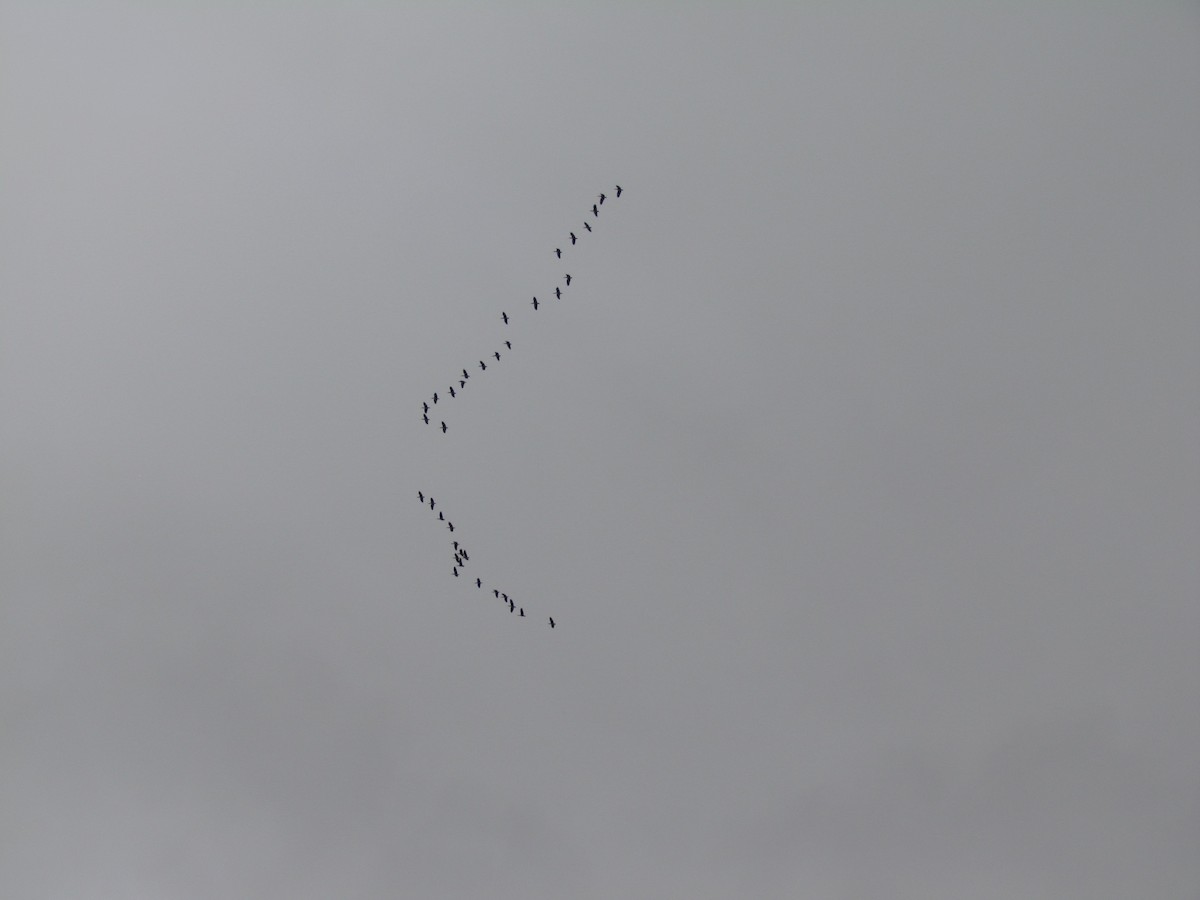 Black-faced Ibis - ML640029445