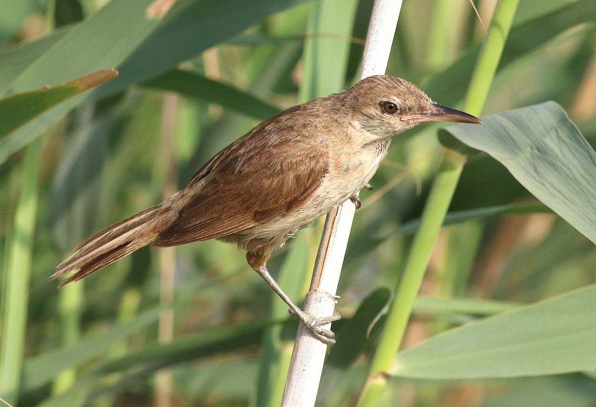 Clamorous Reed Warbler (Clamorous) - ML640029533