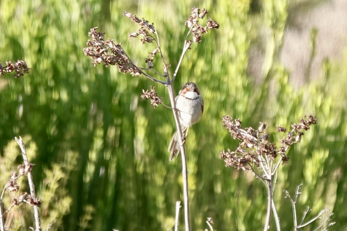 Rufous-eared Warbler - ML640029599