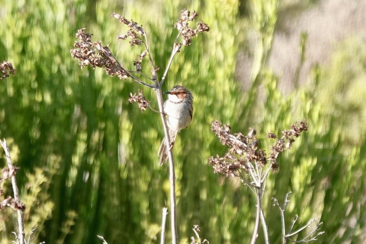 Rufous-eared Warbler - ML640029600