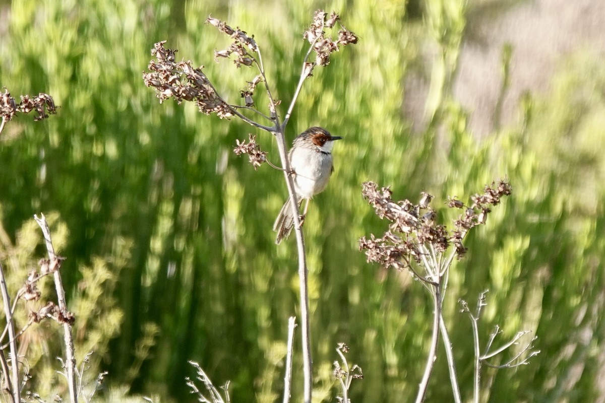 Rufous-eared Warbler - ML640029601