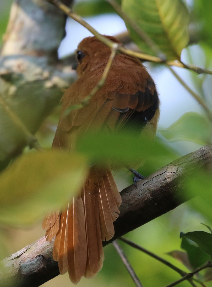 Cinnamon Attila - ML640029951