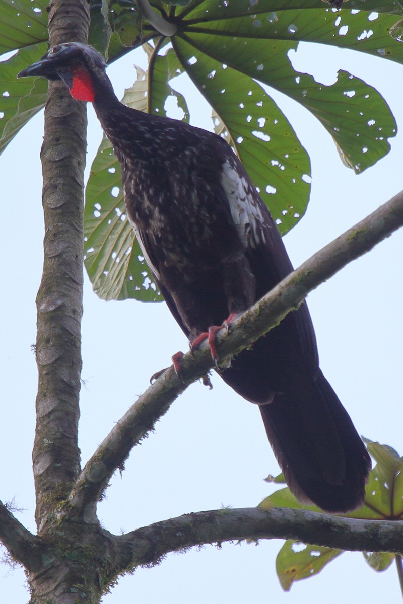 Black-fronted Piping-Guan - ML640029964