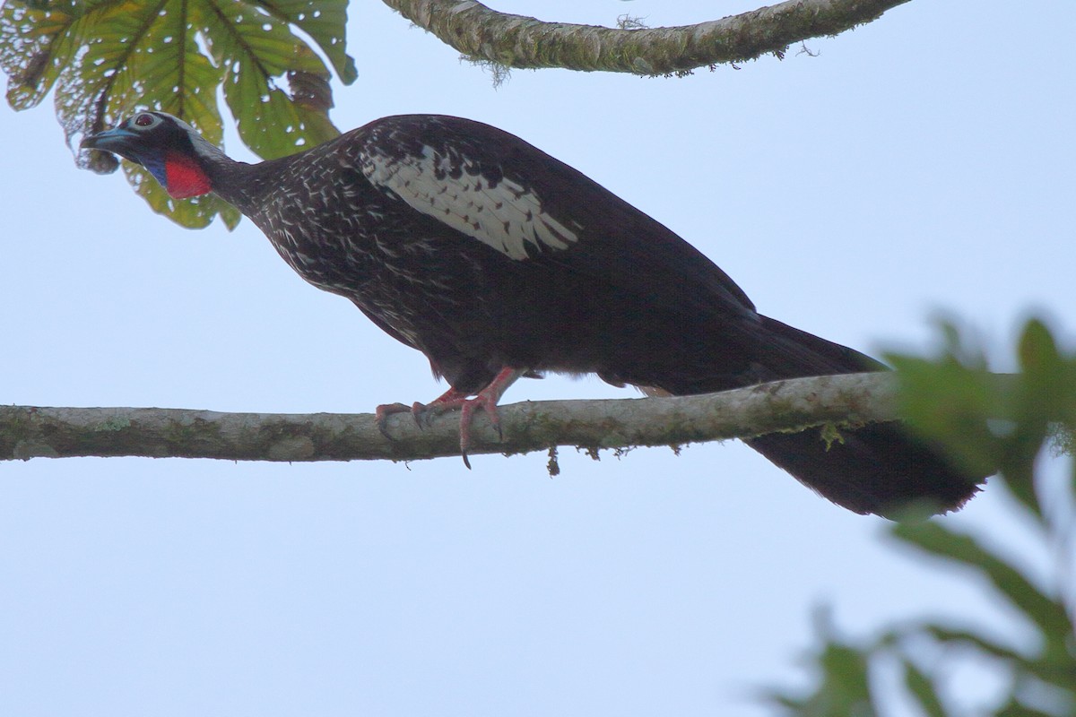Black-fronted Piping-Guan - ML640029965