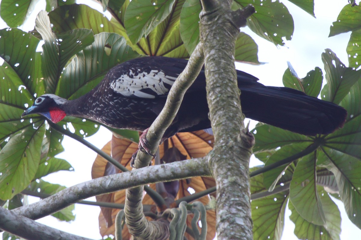Black-fronted Piping-Guan - ML640029967