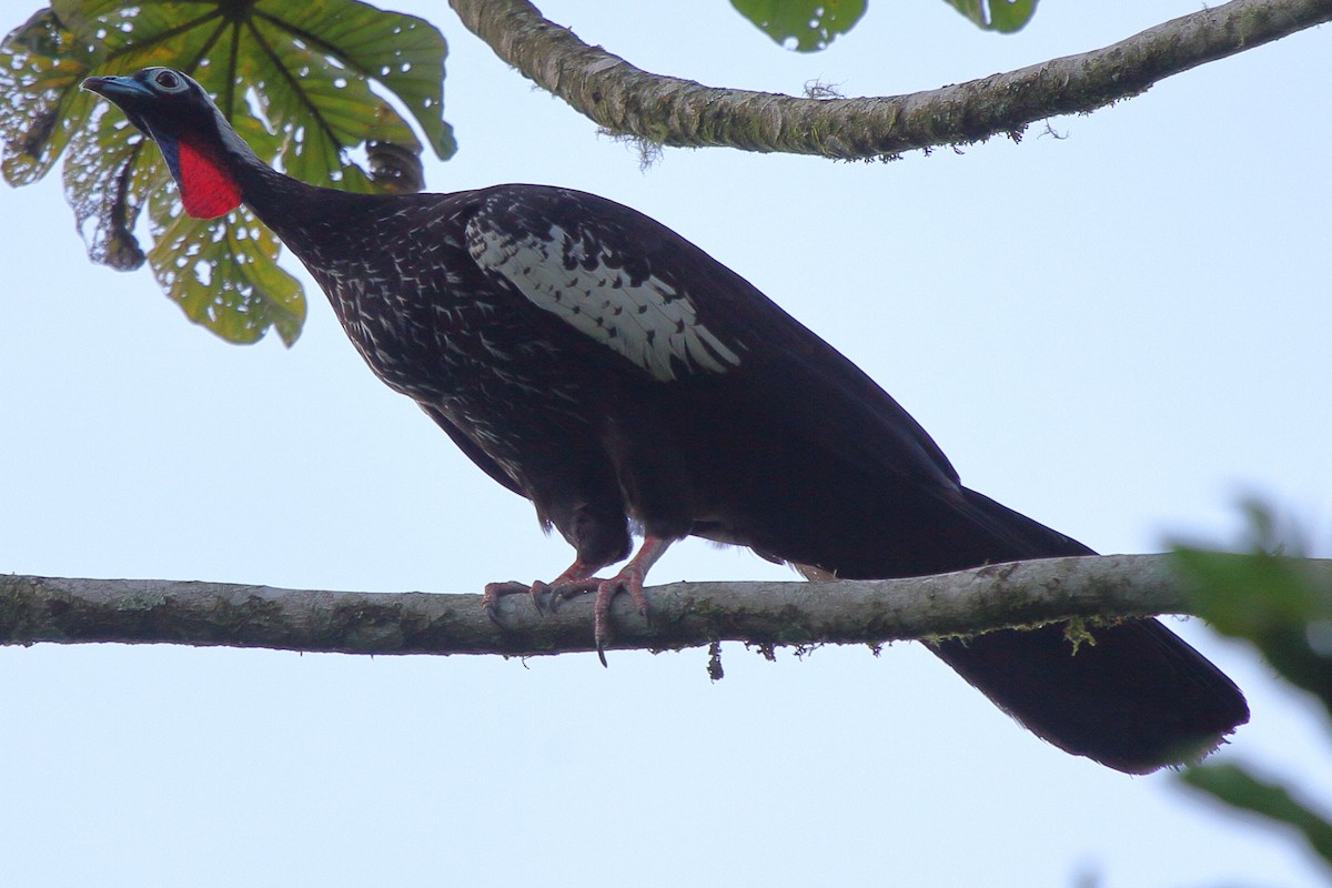 Black-fronted Piping-Guan - ML640029969