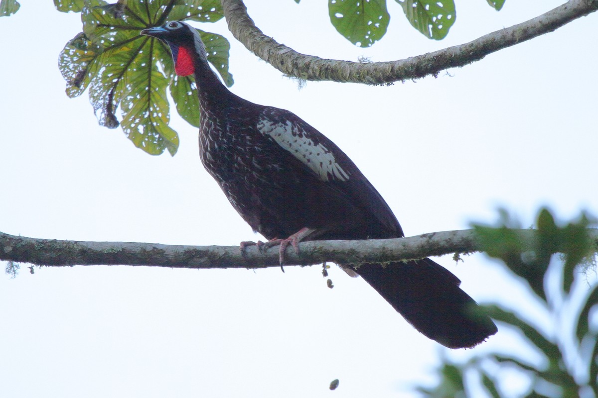 Black-fronted Piping-Guan - ML640029970