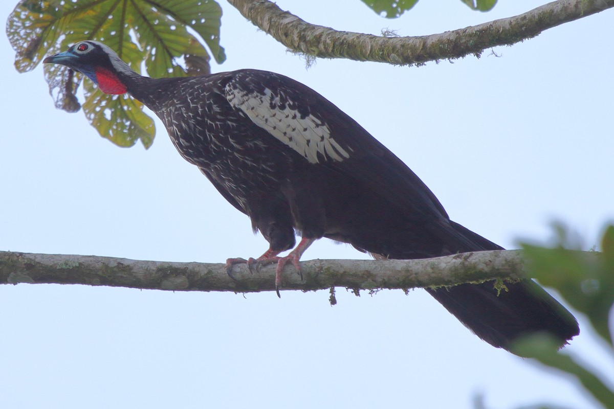 Black-fronted Piping-Guan - ML640029971
