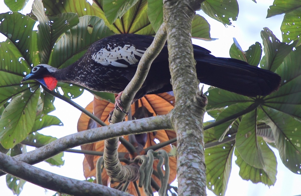 Black-fronted Piping-Guan - ML640029972