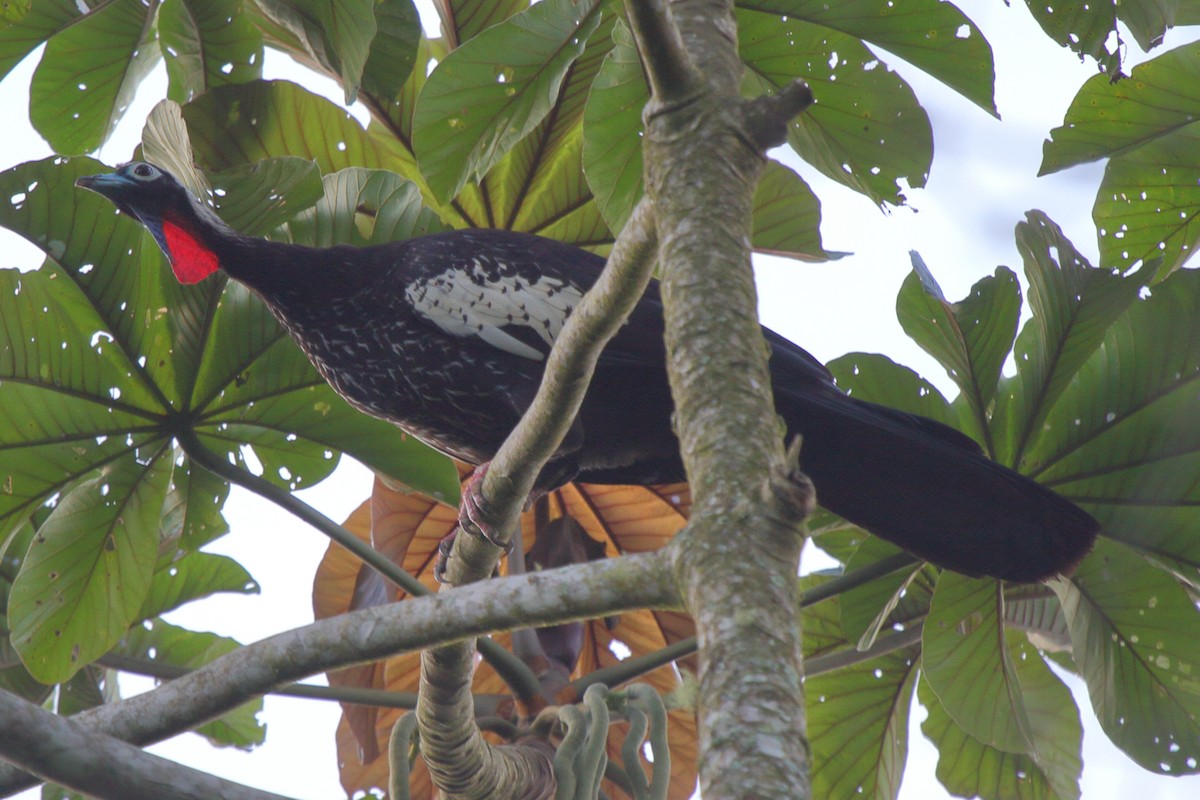 Black-fronted Piping-Guan - ML640029973
