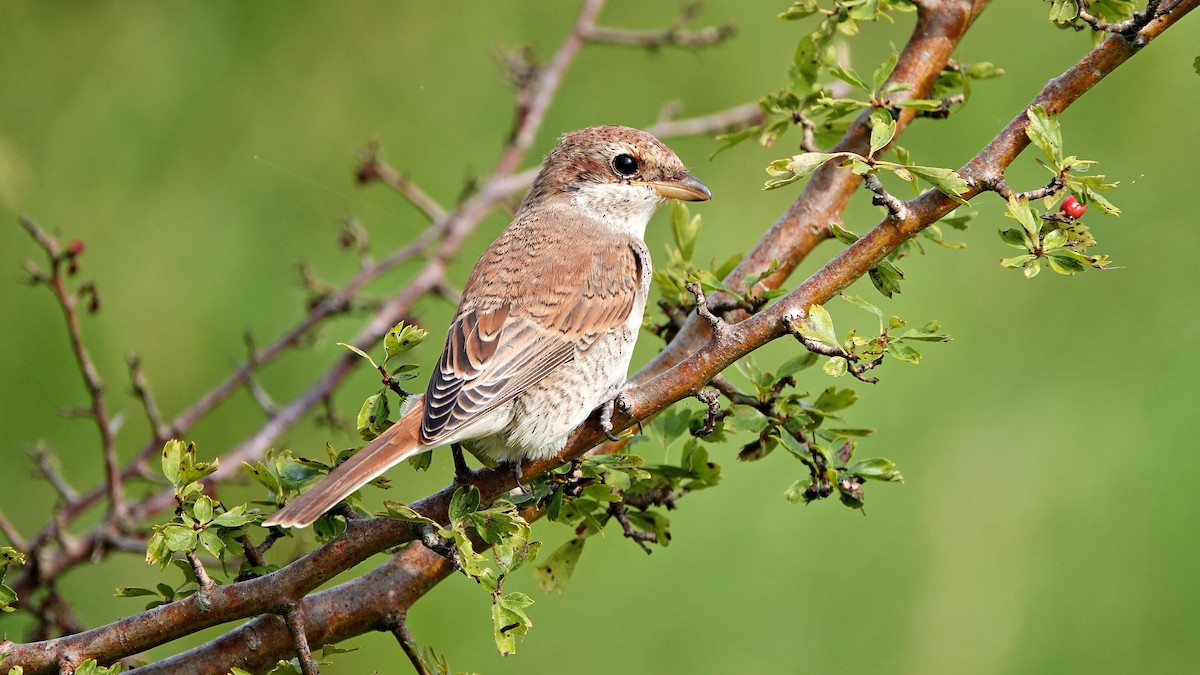 Red-backed Shrike - ML640029998