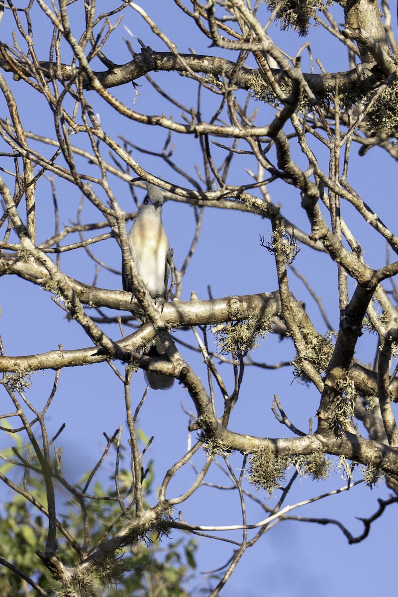 Crested Coua - ML640030036