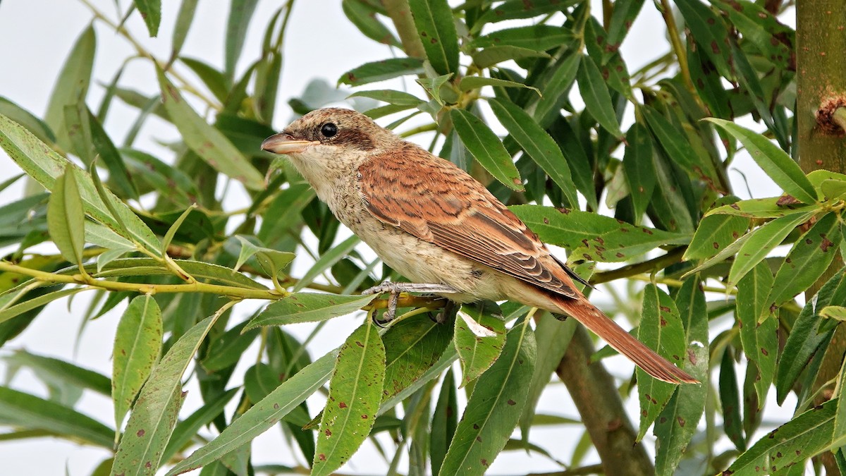 Red-backed Shrike - ML640030037