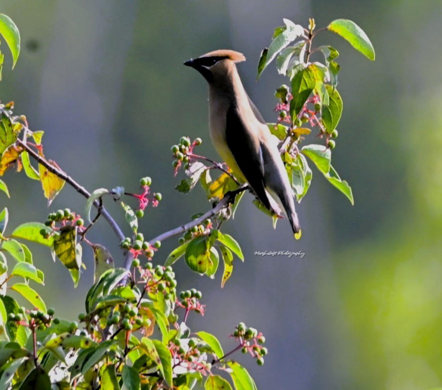 Cedar Waxwing - ML640030044