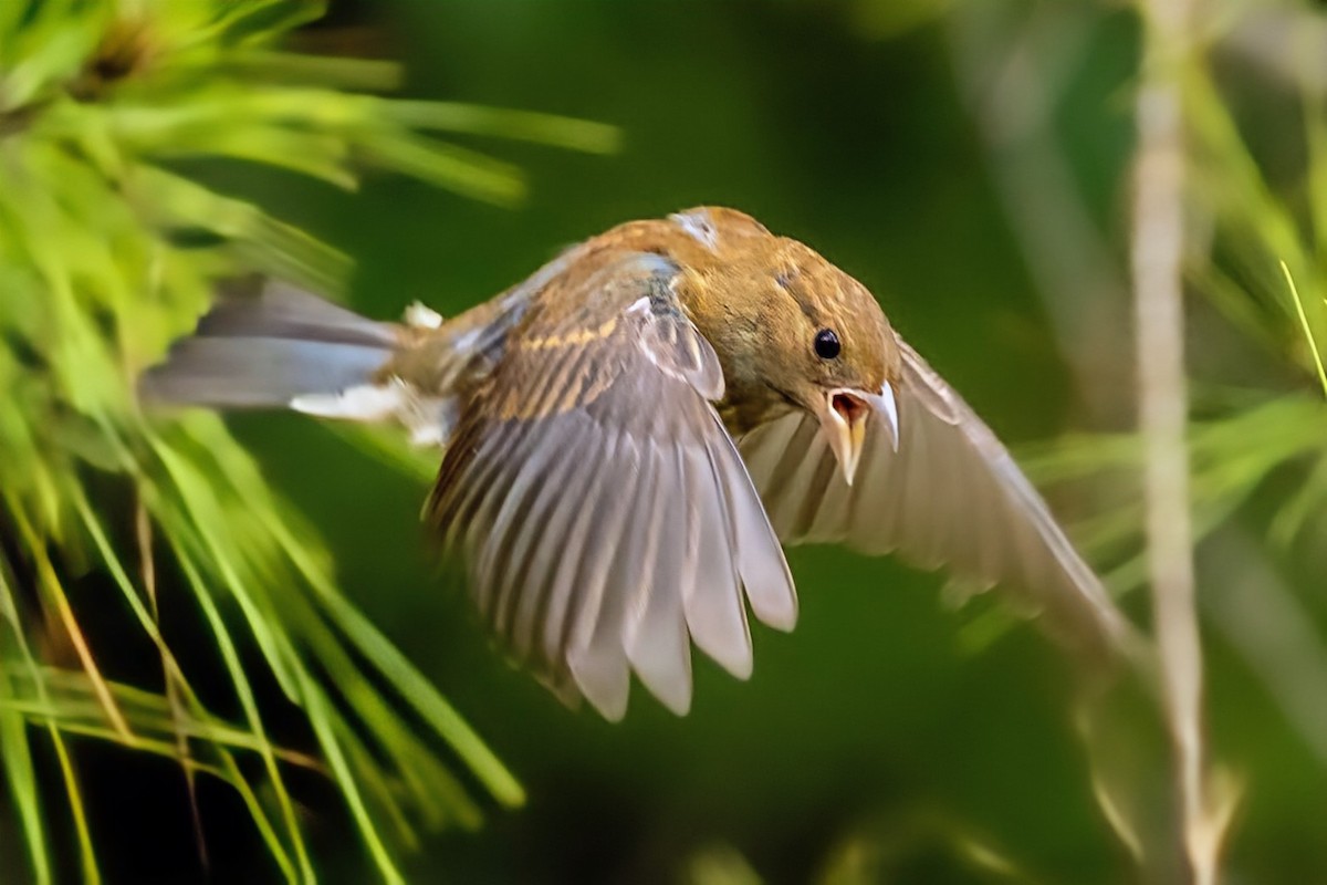 Indigo Bunting - ML640030081