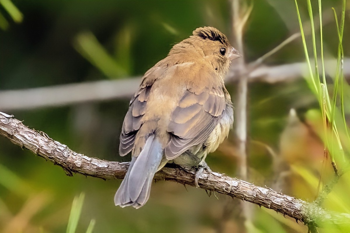 Indigo Bunting - ML640030082