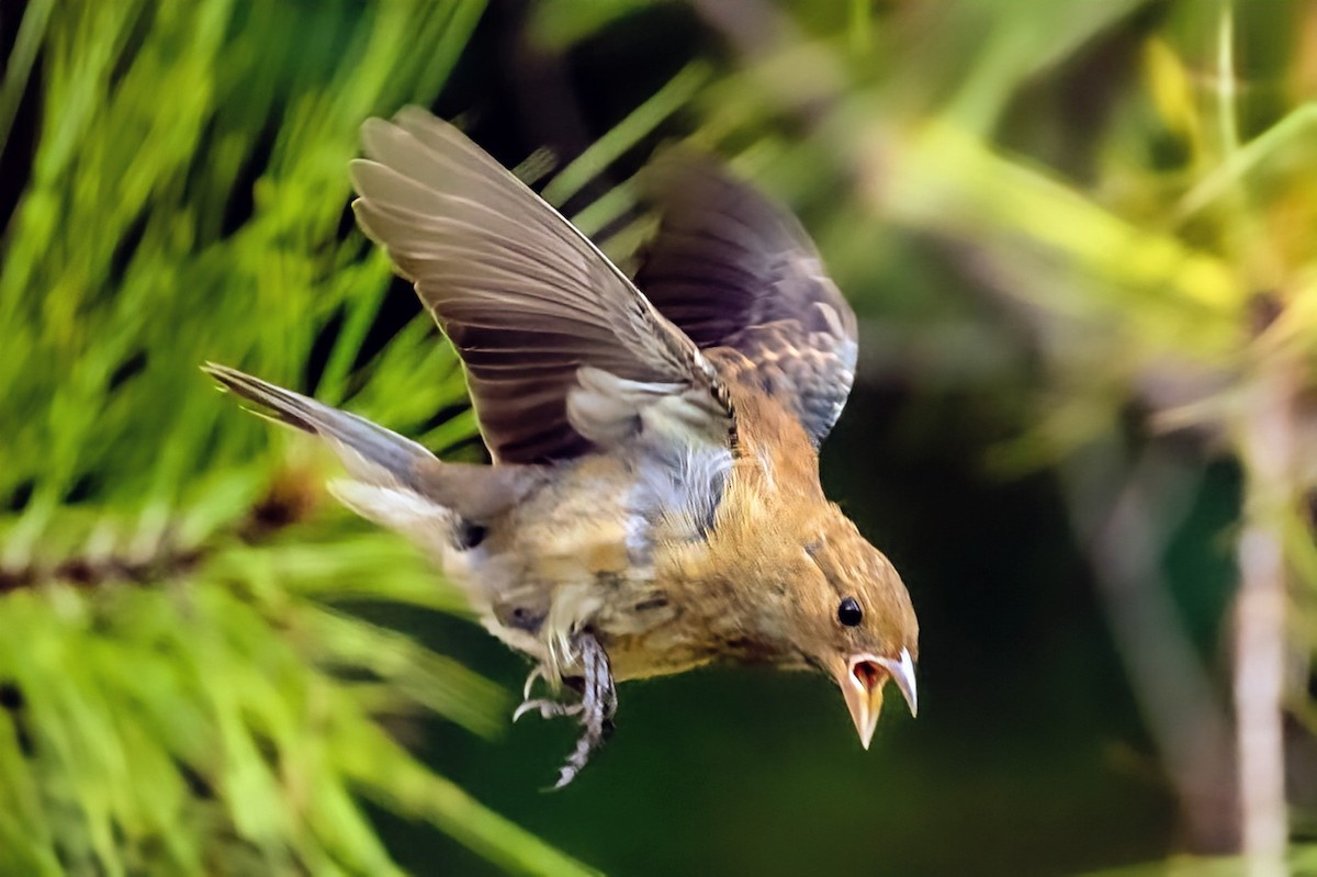 Indigo Bunting - ML640030083