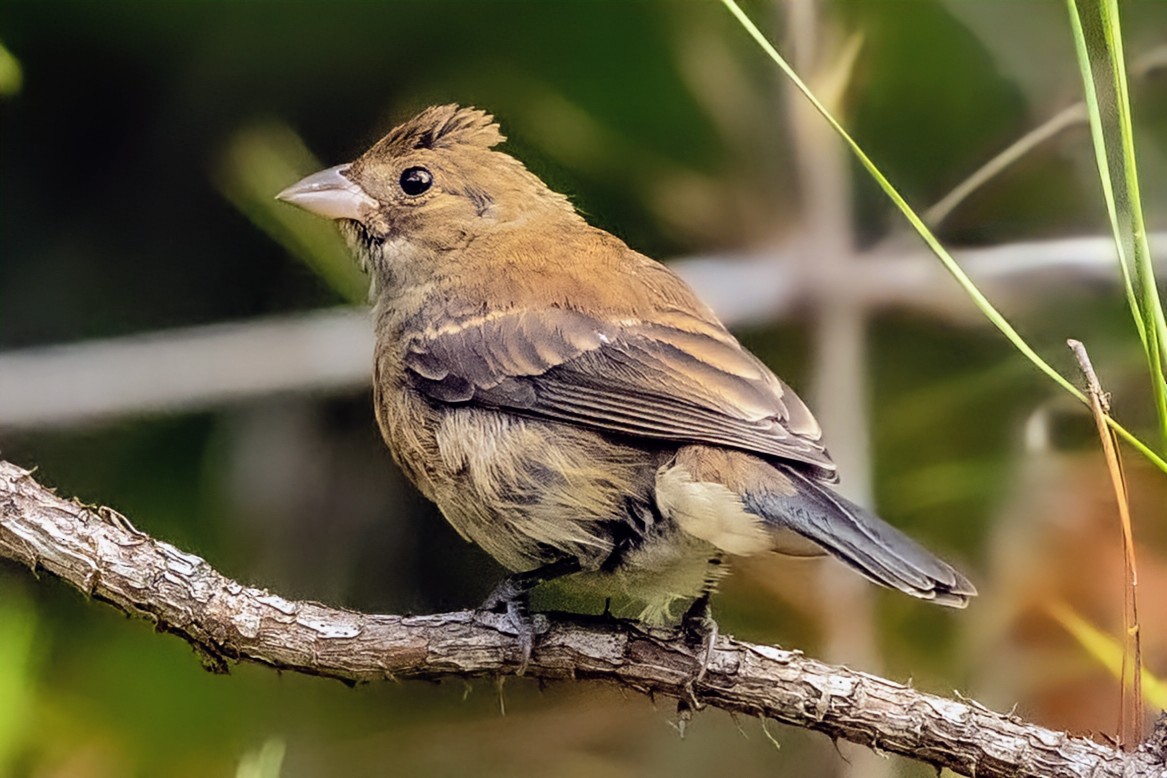 Indigo Bunting - ML640030086